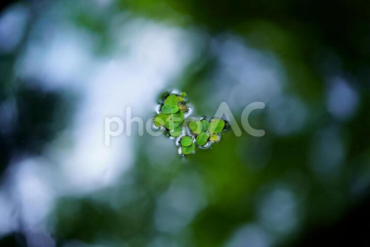 瓶の中の水草 水草,草,瓶の写真素材