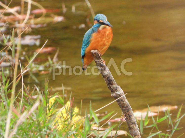 ミクルマ池のカワセミ枯れた枝の上 カワセミ,鳥,鳥類の写真素材