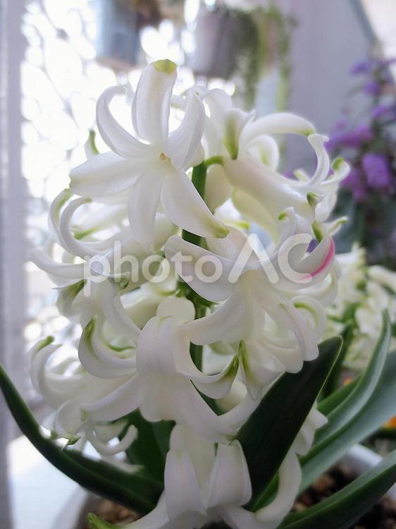 鉢植えの白いヒヤシンス2 花,ヒヤシンス,縦の写真素材