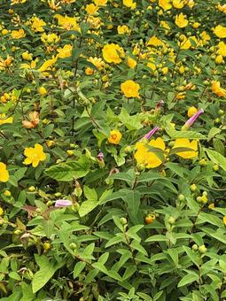 黄色い花 黄色い花,花,黄色の写真素材