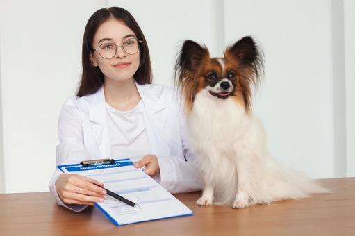 女性とパピヨン、記入用紙 医療,予防,医者の写真素材