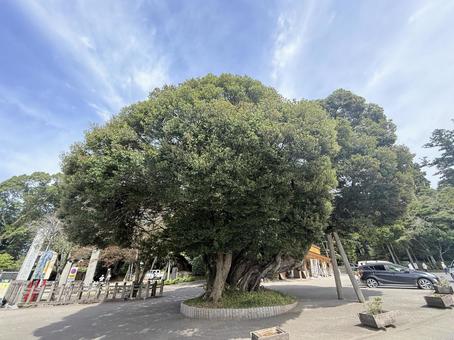 鹿島神宮　木 鹿島神宮,神社,茨城県の写真素材