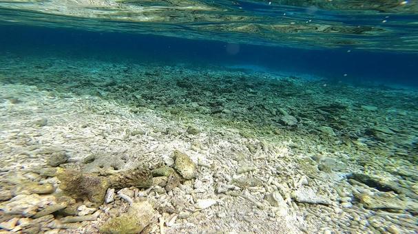 サンゴ礁の海の中 サンゴ礁の海の中の写真