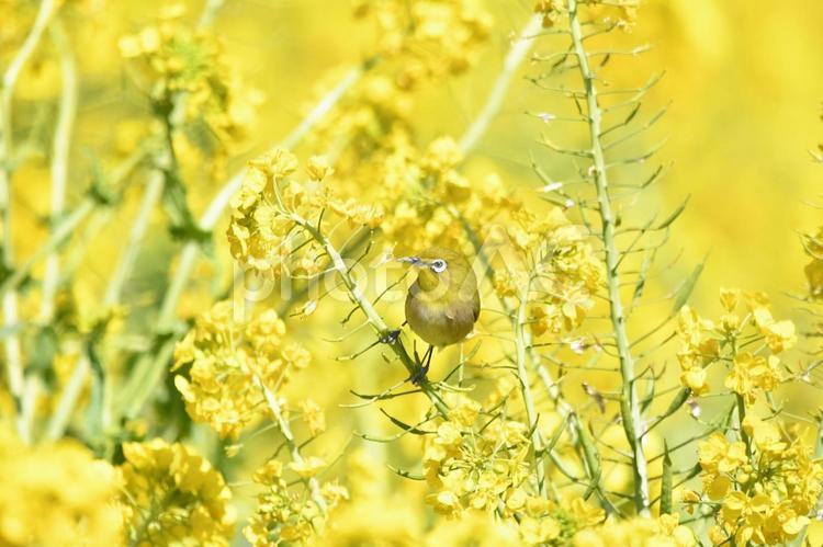 菜の花とメジロ メジロ,めじろ,木の写真素材