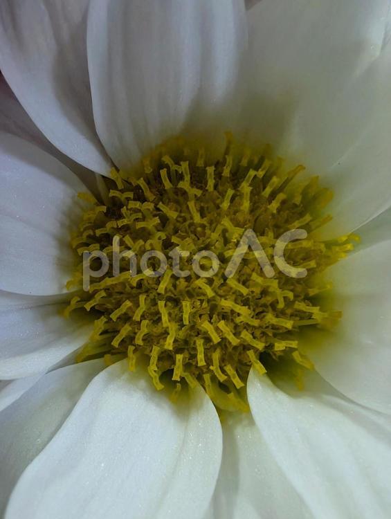 白い菊のマクロ写真 菊,マクロ,集合体恐怖症の写真素材