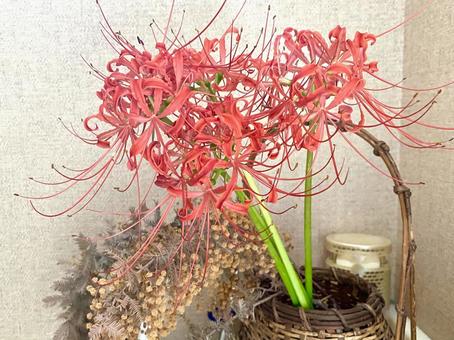 Spider lilies, cluster amaryllis, decorative flowers, JPG Spider lilies, cluster amaryllis, decorative flowers, JPG
