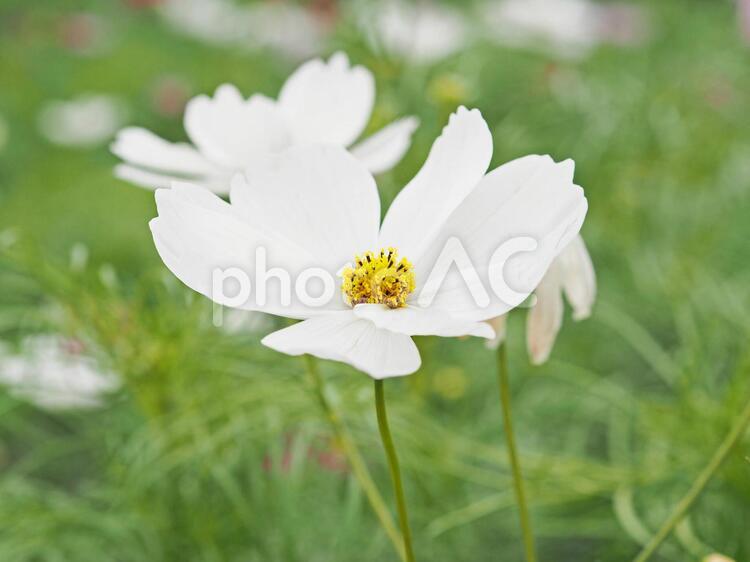 綺麗に咲いている白色のコスモス コスモス,花,花びらの写真素材
