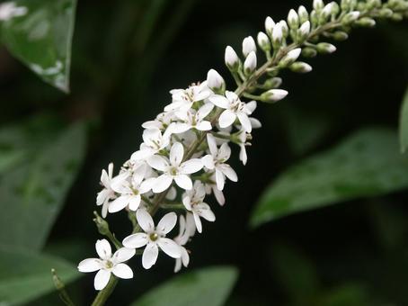 ヌマトラノオ・沼虎の尾 ヌマトラノオ・沼虎の尾の写真