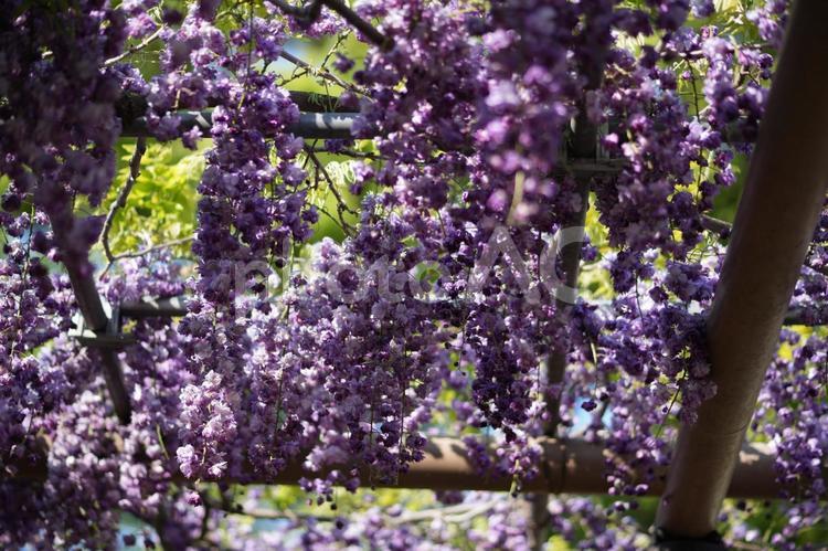 フジ（藤：八重黒龍） 藤棚,藤の花,愛知県江南市の写真素材