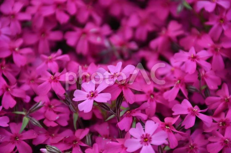 たくさんの芝桜➁ 芝桜,花,夏の写真素材