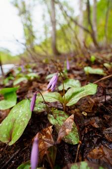 250506津南町見倉かたくりの花 新潟県,中魚沼郡,津南町の写真素材