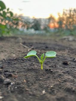 市民農園の夏の大根の発芽 市民農園の夏の大根の発芽 大根,夏,発芽の写真素材