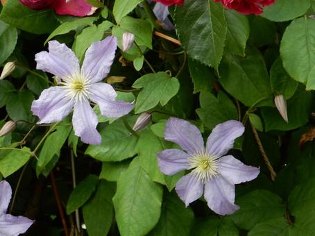 【花の写真】クレマチス 【花の写真】クレマチスの写真