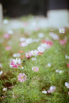 コスモスの写真