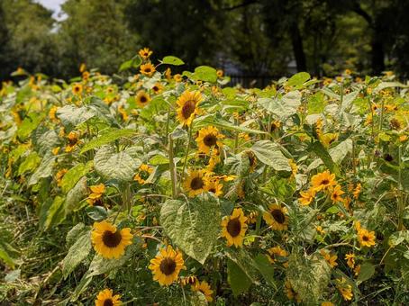 ひまわりの花 ひまわりの花の写真