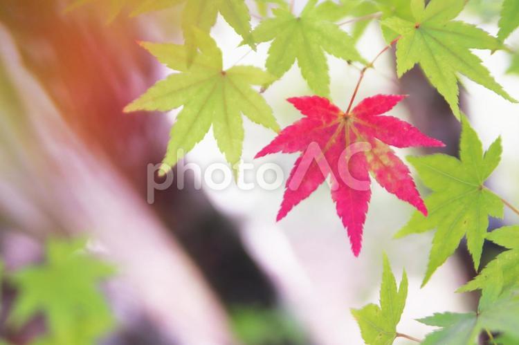 美しい秋の紅葉 紅葉,秋,もみじの写真素材