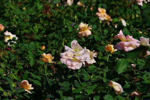 10月のバラ 10月のバラ バラ,薔薇,ピンクの写真素材