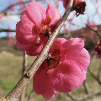 ウメ(梅) ウメ(梅)の写真