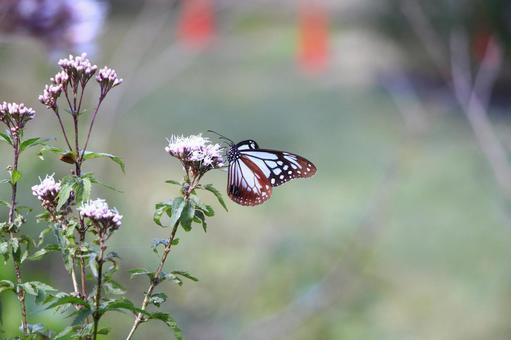 アサギマダラ左向き アサギマダラ,旅するチョウ,フジバカマの写真素材