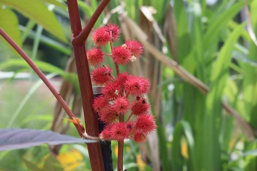 赤い実のトウゴマの木の枝のアップ 赤い実のトウゴマの木の枝のアップの写真