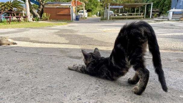 海辺でくつろぐ沖縄、離島の猫たち 海辺でくつろぐ沖縄、離島の猫たち 猫,島猫,日向ぼっこの写真素材