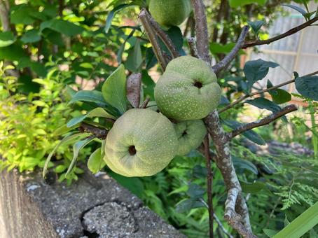 緑色の木瓜の実 緑色の木瓜の実 道端,自然,植物の写真素材