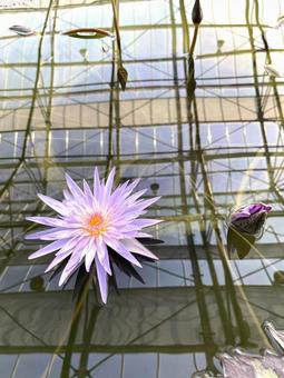 睡蓮 睡蓮 花,睡蓮,ビオトープの写真素材