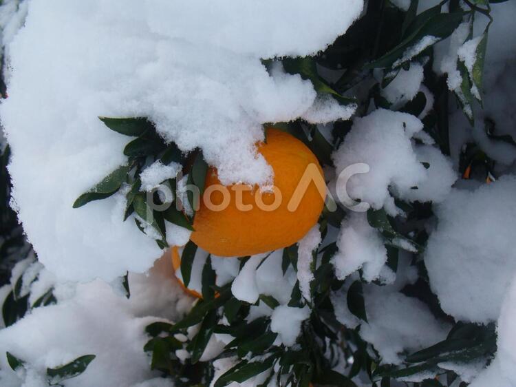 みかん綿帽子をかぶる 雪,みかん,ふかふかの写真素材