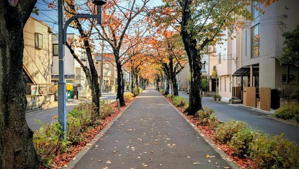 花と緑の散歩道 花と緑の散歩道,遊歩道,秋の写真素材