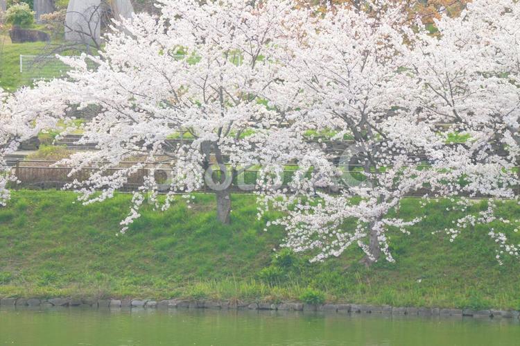 さくらと池 さくら,サクラ,桜の写真素材
