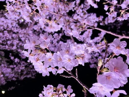 夜桜-1 夜桜-1の写真