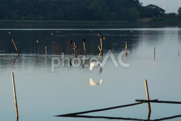 湖上を美しく舞うチュウサギ チュウサギ,鷺,野鳥の写真素材