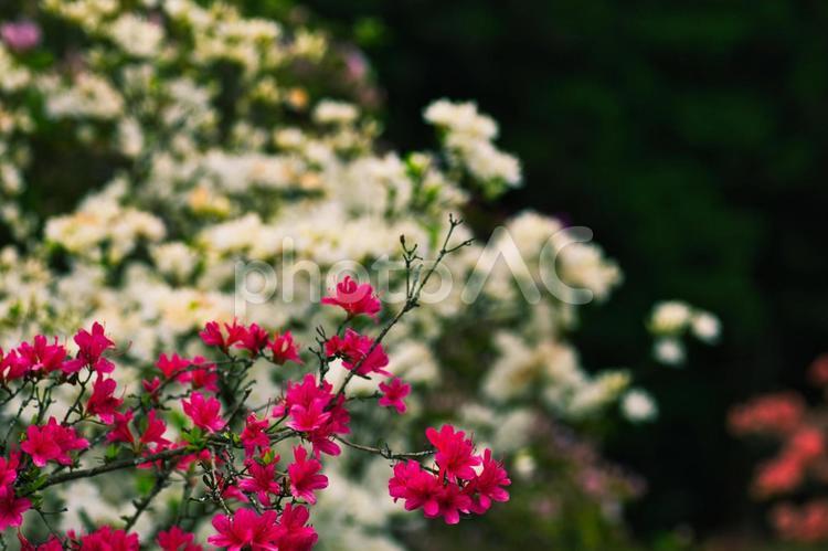 赤と白のツツジの花 ピンク,風景,桃色の写真素材