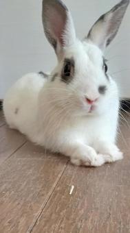 やっと可愛く撮れたうちの子 うさぎ,口,鼻の写真素材