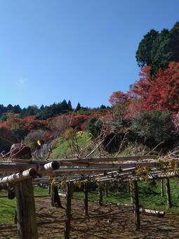 Autumn leaves, wood, landscape, wood, JPG