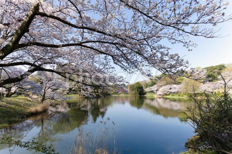 横浜, 三ツ池公園の桜と池 桜,三ツ池公園,横浜の写真素材