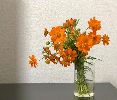 オレンジ色のコスモス オレンジ色のコスモスの写真
