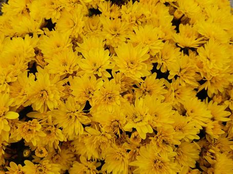 小菊　黄色の写真