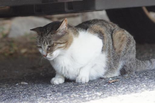 ねこ ねこ にゃんこ,可愛い,野良猫の写真素材
