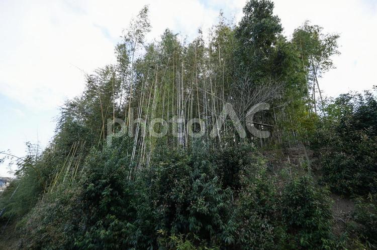 伸び続ける竹林と青空 山,森林,大阪府の写真素材