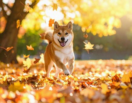 秋の柴犬 秋の柴犬の写真