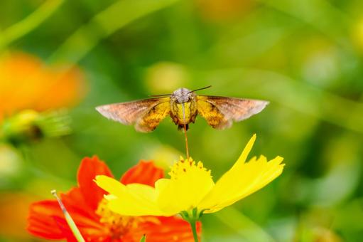 ヒメクロホウジャク(30) 蛾,虫,ヒメクロホウジャクの写真素材