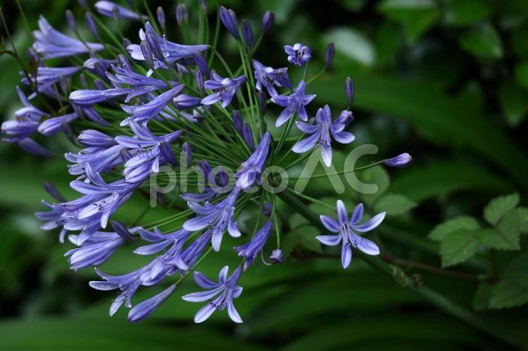放射状に咲く アガパンサス,紫君子蘭,ムラサキクンシランの写真素材