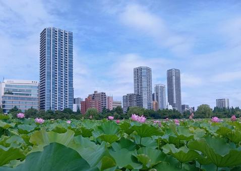 Photo, ueno, shinobazu pond, a lotus, 