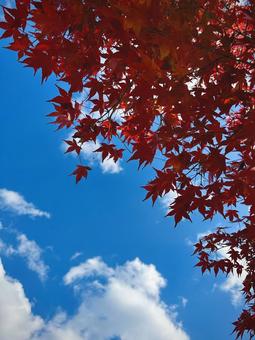 紅葉と青空 もみじ,紅葉,秋晴れの写真素材