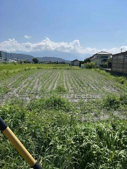 田んぼ 田んぼの写真