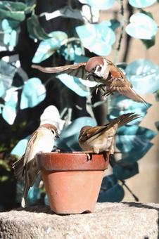 すずめ餌場群れの写真