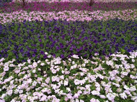 花の絨毯 花の絨毯の写真
