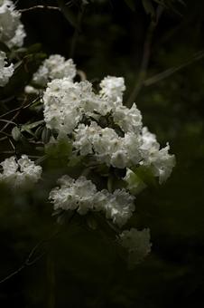 白いシャクナゲの花 シャクナゲ,石楠花,5月の写真素材
