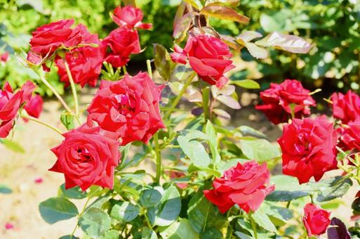 赤色のバラの写真